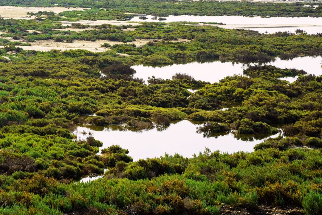 Al Thakira Mangroves.jpg