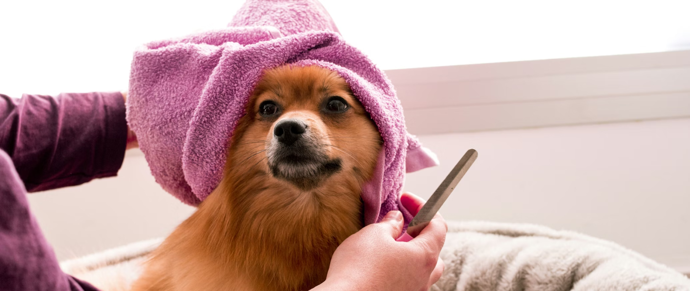 Dog grooming tips