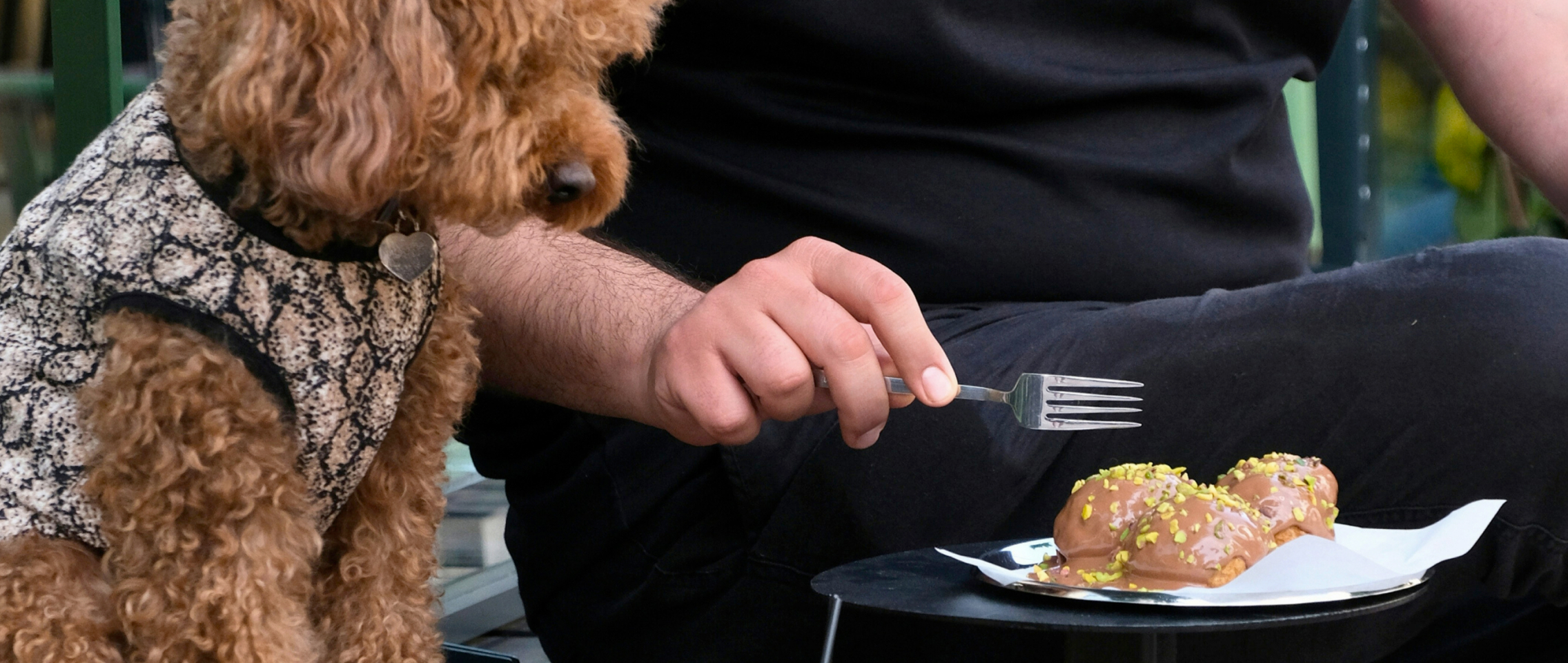 Pet-Friendly Places in Qatar