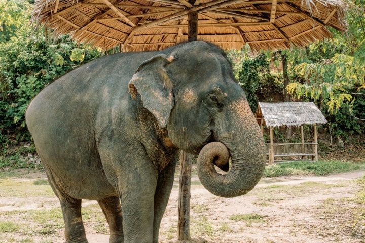 Phuket Elephant Sanctuary
