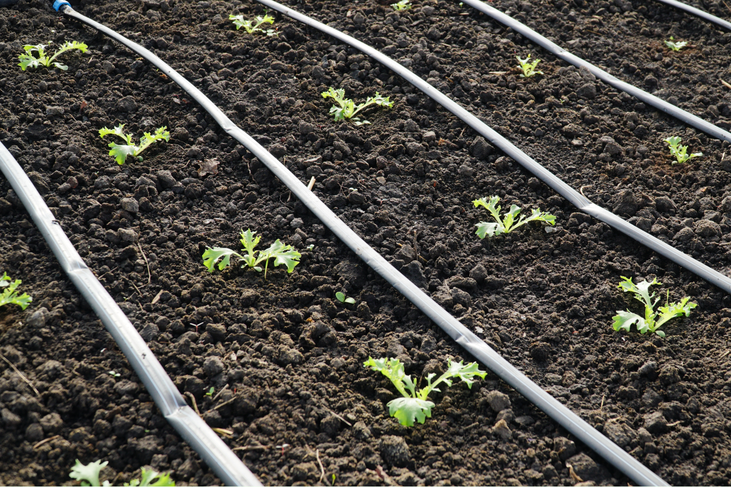 drip irrigation systems.png