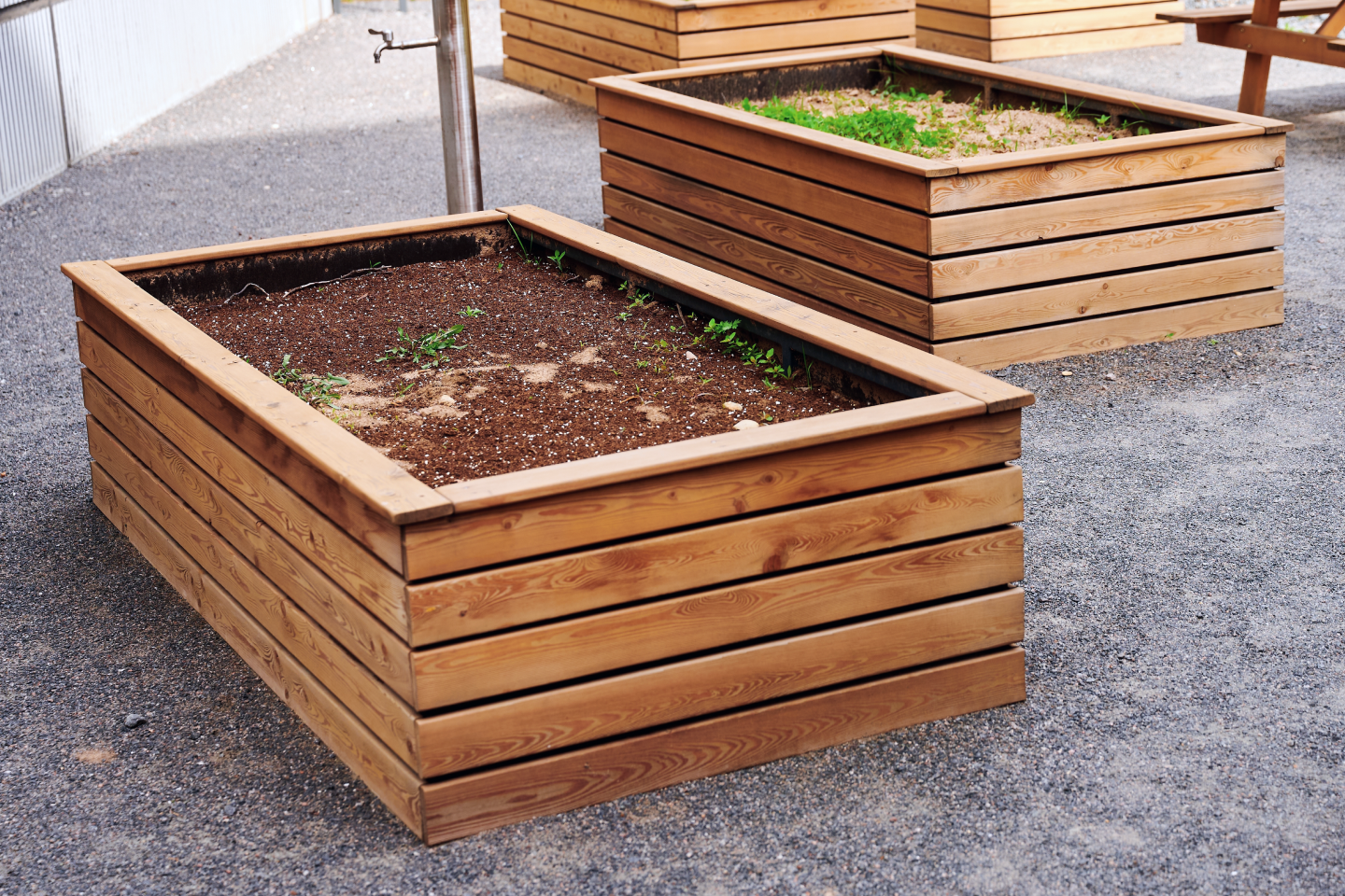 Gardening Tips in Qatar 6