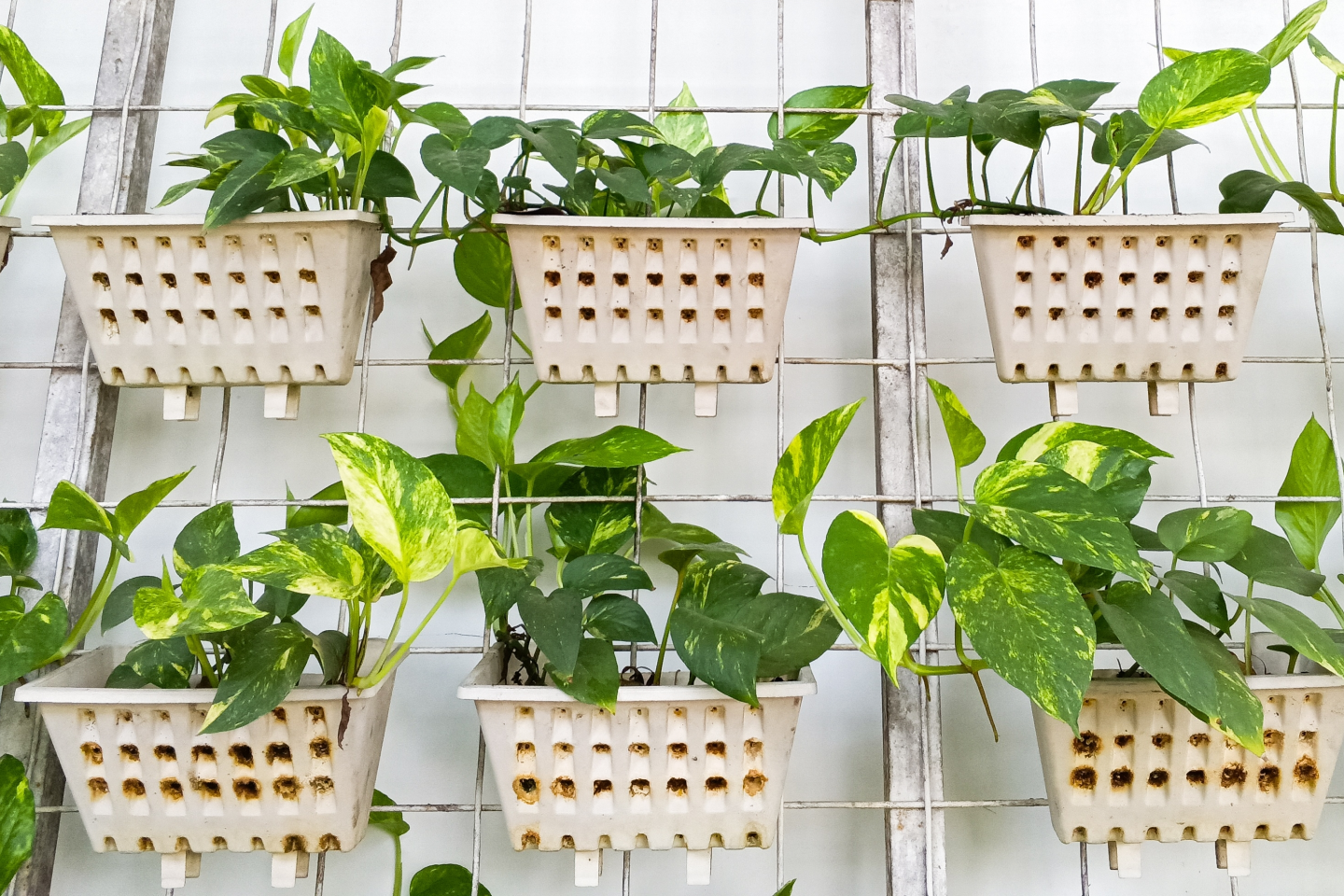 Gardening Tips in Qatar 7
